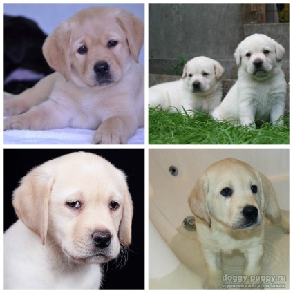 Puppy Labrador 1 lună în greutate decât să vă hrăniți și cum să vă îngrijiți