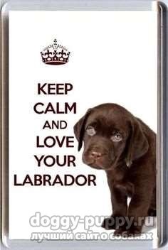 Puppy Labrador 1 lună în greutate decât să vă hrăniți și cum să vă îngrijiți