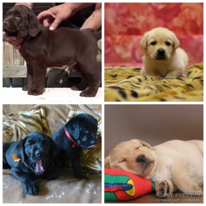 Puppy Labrador 1 lună în greutate decât să vă hrăniți și cum să vă îngrijiți