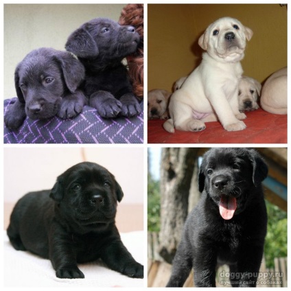 Puppy Labrador 1 lună în greutate decât să vă hrăniți și cum să vă îngrijiți