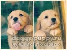 Puppy Labrador 1 lună în greutate decât să vă hrăniți și cum să vă îngrijiți