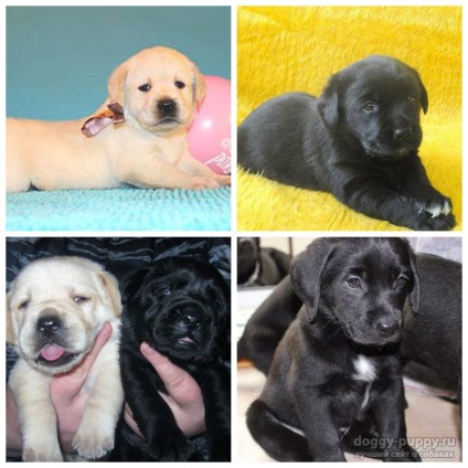 Puppy Labrador 1 lună în greutate decât să vă hrăniți și cum să vă îngrijiți