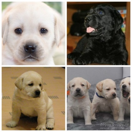 Puppy Labrador 1 lună în greutate decât să vă hrăniți și cum să vă îngrijiți