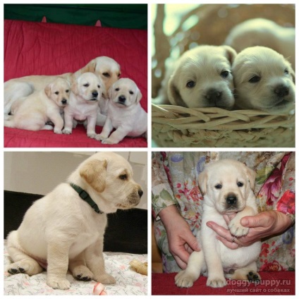 Puppy Labrador 1 lună în greutate decât să vă hrăniți și cum să vă îngrijiți