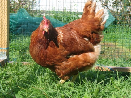 Shaver braun fajta csirkék leírása - a tulajdonos kert