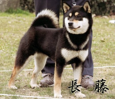 Shiba Inu (sibu-inu) câine foto, cumpăra, video, preț