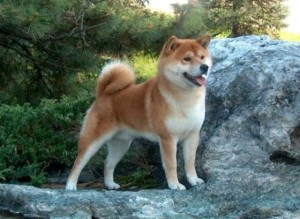 Shiba Inu rasa japoneză de câini