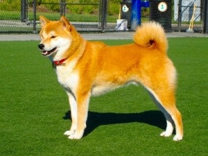 Shiba Inu rasa japoneză de câini