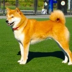 Shiba Inu japán kutyafajta