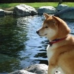 Shiba Inu rasa japoneză de câini