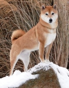 Shiba Inu rasa japoneză de câini