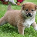 Shiba Inu rasa japoneză de câini