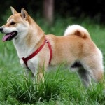 Shiba Inu japán kutyafajta