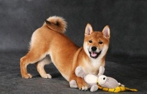 Shiba Inu rasa japoneză de câini