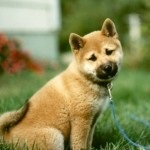 Shiba Inu rasa japoneză de câini