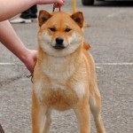 Shiba Inu rasa japoneză de câini