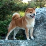 Shiba Inu rasa japoneză de câini