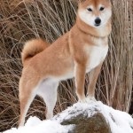 Shiba Inu rasa japoneză de câini