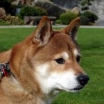 Shiba Inu japán kutyafajta