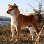 Shiba Inu rasa japoneză de câini