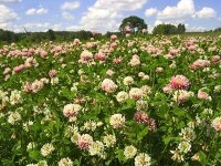 Sederation - îmbogățirea solului cu ajutorul plantelor - hacienda-online