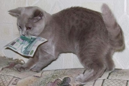 Cât costă întreținerea unei pisici într-o lună