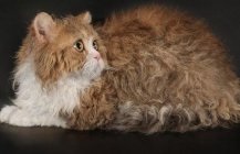 Scottish Fold (Scottish fold macska fajta) - megjelenés, karakter, ár és a választék a cica
