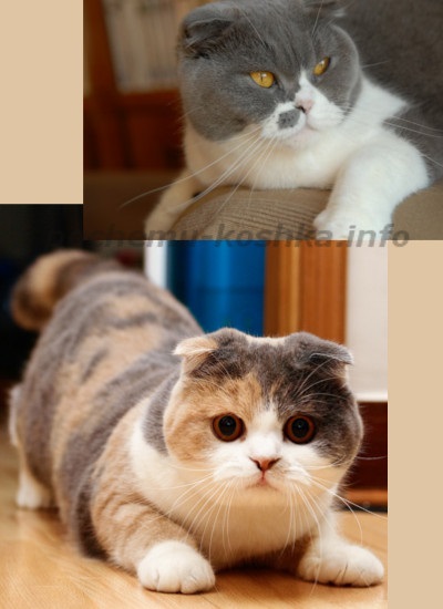 Scottish Fold (Scottish fold macska fajta) - megjelenés, karakter, ár és a választék a cica