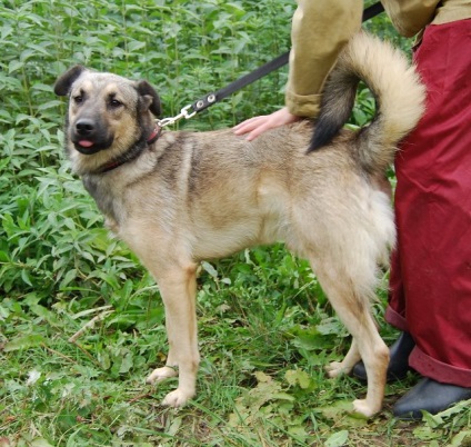 Câine antoshka caută o casă