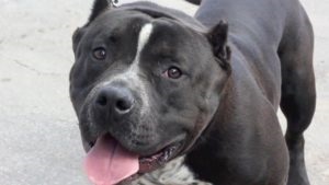 Educație de câine pitbull a rasei, îngrijire și nutriție adecvată (pitbull) Creșterea pitbull-ului, îngrijirea și hrana adecvată