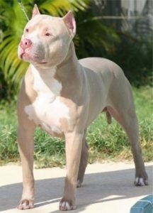 Creșterea pitbull-ului, îngrijirea și hrana adecvată