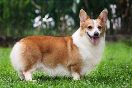 Câine, asemănătoare cu dachshund, oblacco