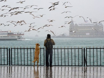 Dog - A leghűségesebb barát (20 fotó)