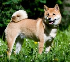 Kutya Shiba Inu (Shiba Inu) tenyészteni leírás, fotók, az ár a kölykök, vélemények