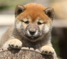 Kutya Shiba Inu (Shiba Inu) tenyészteni leírás, fotók, az ár a kölykök, vélemények