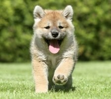 Dog siba-inu (shiba-inu) descriere a rasei, fotografie, prețul căței, recenzii