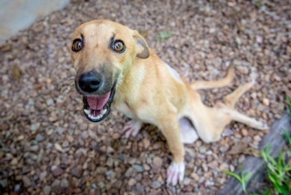 Câinele cu labele paralizate s-au târât câteva zile pentru oameni în speranța mântuirii - infomania