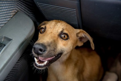 Câinele cu labele paralizate s-au târât câteva zile pentru oameni în speranța mântuirii - infomania