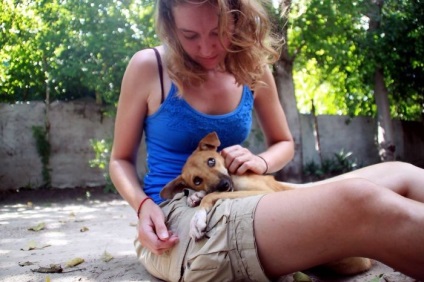 Kutya megbénult lábakkal mászott, hogy az emberek egy néhány nappal abban a reményben, megváltás - Infománia