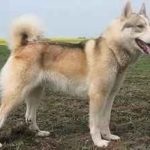 Husky îngrijire câini și întreținere, preț, despre rasa și caracteristică, istorie, standard și ceea ce sunt, casa