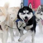 Husky îngrijire câini și întreținere, preț, despre rasa și caracteristică, istorie, standard și ceea ce sunt, casa