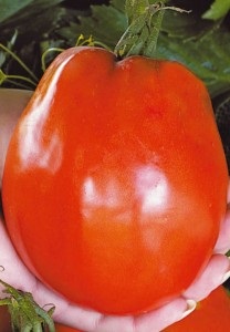 Soiuri de tomate pentru cultivare pentru o seră și o descriere a terenului deschis cu fotografie