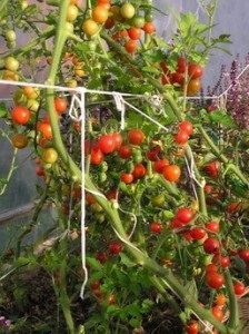 Soiuri de tomate pentru cultivare pentru o seră și o descriere a terenului deschis cu fotografie