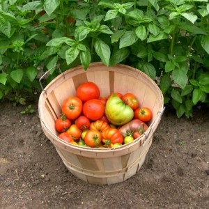 Soiuri de tomate pentru cultivare pentru o seră și o descriere a terenului deschis cu fotografie