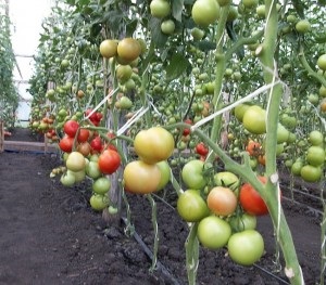 Soiuri de tomate pentru cultivare pentru o seră și o descriere a terenului deschis cu fotografie