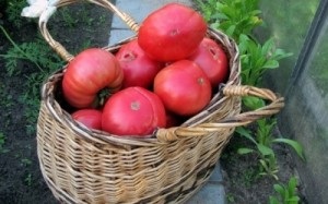 Soiuri de tomate pentru cultivare pentru o seră și o descriere a terenului deschis cu fotografie