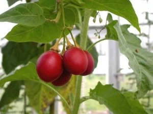 Soiuri de tomate pentru cultivare pentru o seră și o descriere a terenului deschis cu fotografie