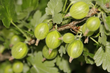 Tippek tapasztalt kertész édes egres