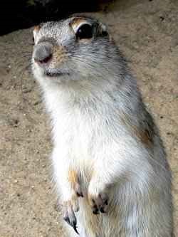 Stepper gopher - fotografie, descrierea animalului, îngrijire și întreținere - lumea animalelor