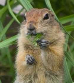 Stepper gopher - fotografie, descrierea animalului, îngrijire și întreținere - lumea animalelor